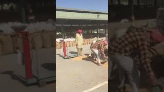 New Wheat Crop In Amritsar Market 2021 Punjabi Vlog Punjab Life