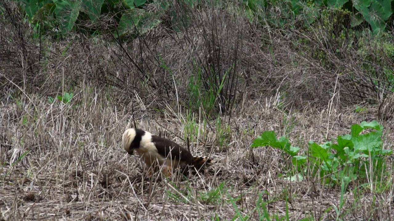 The Laughing Falcon-A Specialized Snake Killer 