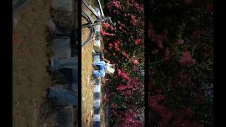 The bitter orange from the Italian song come l'arancio amaro #cinematic #slowcinema #digitalcinema