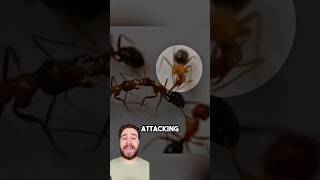 These Ants Perform Emergency Surgery!