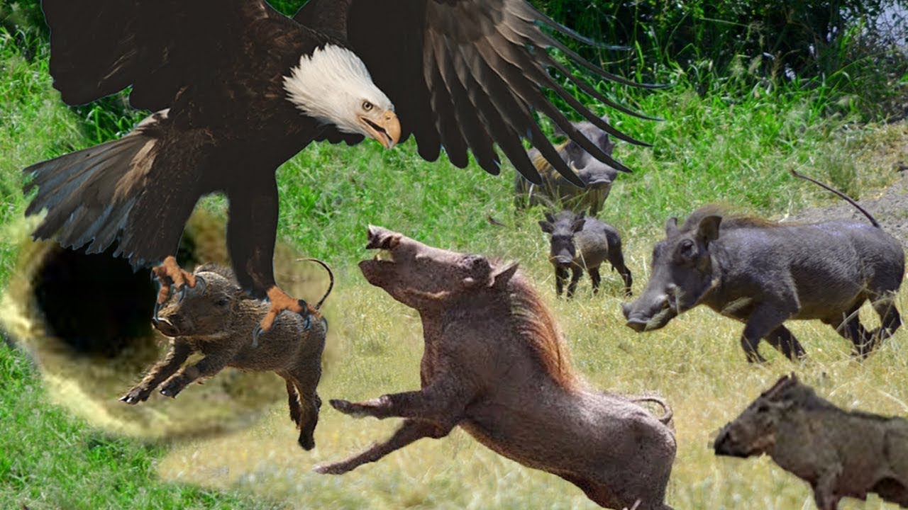 Животные и развлечения. Крокодил против бородавочника. Eagle Attack Wild Boar.