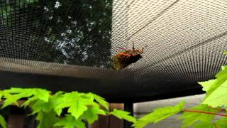 Thelopecom  Tornado Sirens And Cicadas