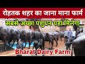 रोहतक शहर में एकमात्र अच्छे पशु रखने वाला फॉर्म - Bharat Dairy Farm || Top Quality Murrah Buffaloes