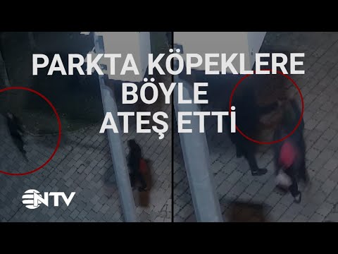 @NTV  Beslediği köpekleri korumak isteyen kadın kurşunlara siper oldu