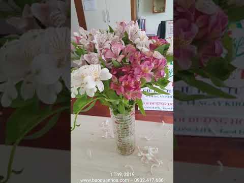 Video: Hoa Astrameria: trồng, chăm sóc và sử dụng trong bó hoa