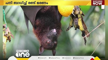 അസ്വാഭാവിക പനി മരണത്തിന് പിന്നാലെ കോഴിക്കോട് ജില്ലയില്‍ നിപ ജാഗ്രത | Nipah Alert |