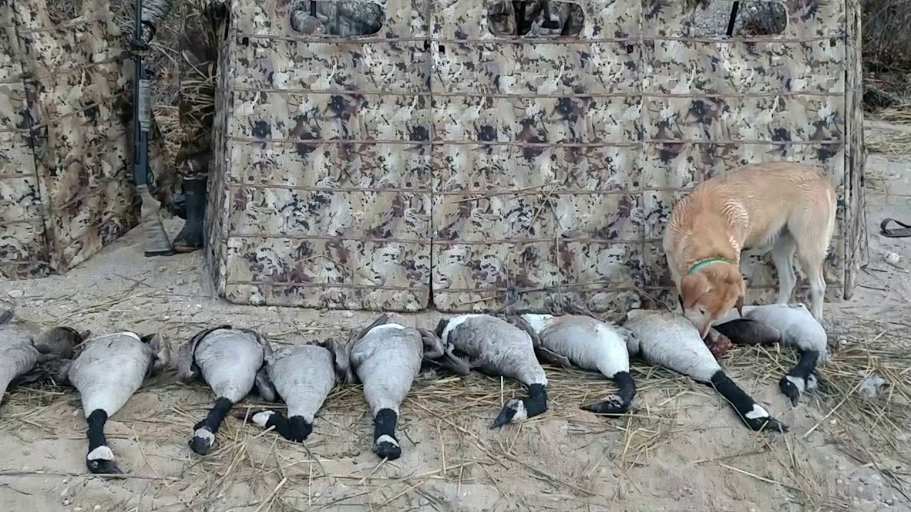 LATE SEASON GOOSE HUNT YouTube
