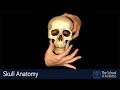 Skull anatomy  the school of aesthetics by mauricio de maio md