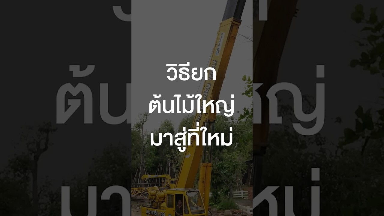 วิธียกต้นไม้ใหญ่มาสู่ที่ใหม่ #TigerShorts #Shorts #เสือร้องไห้ #ขายต้นไม้