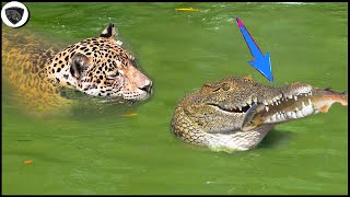 Crocodile Was Tragically Attack By Jaguar Because He Dared To Steal It Food || Wild Animal Attack