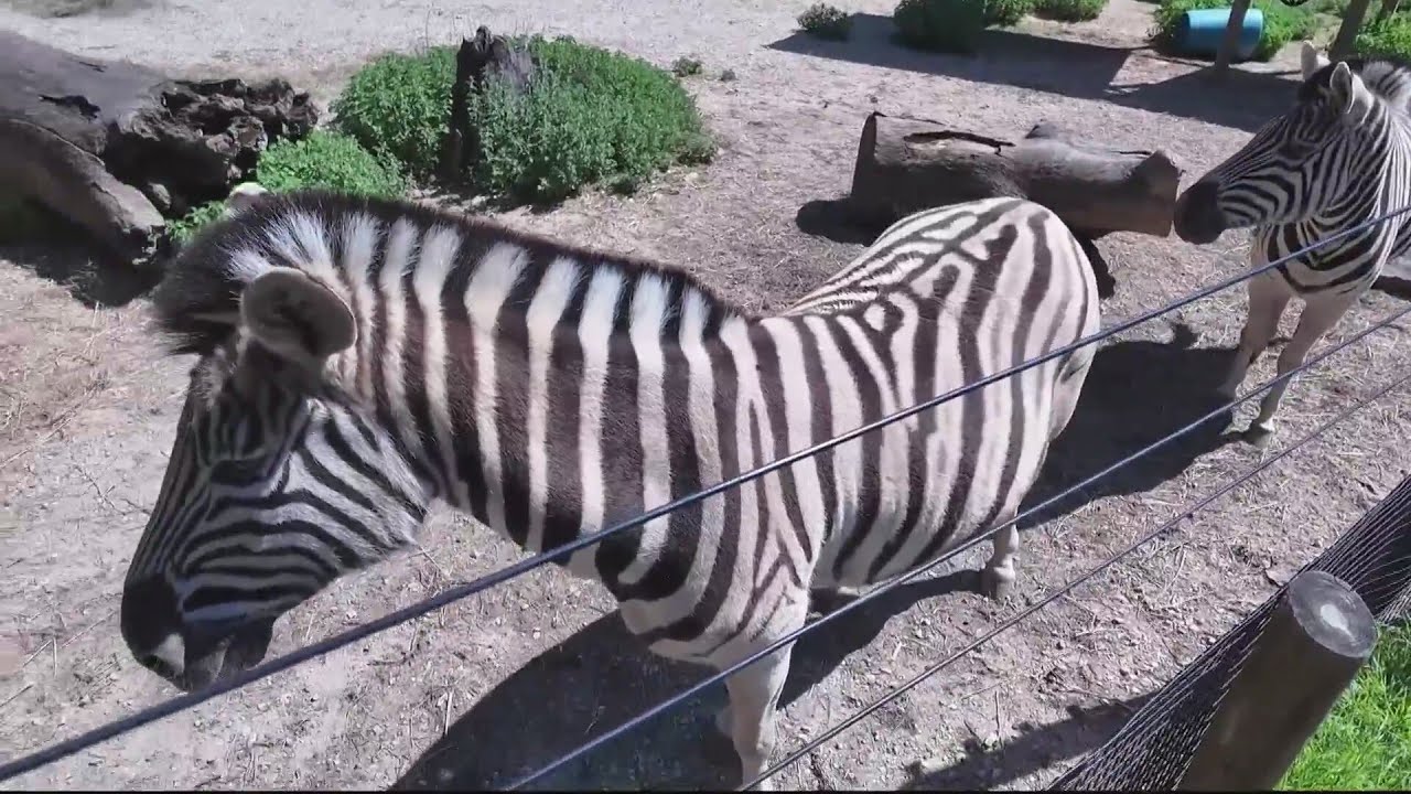 zoo maxresdefault.jpg