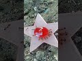 #timelapse #insects #shorts