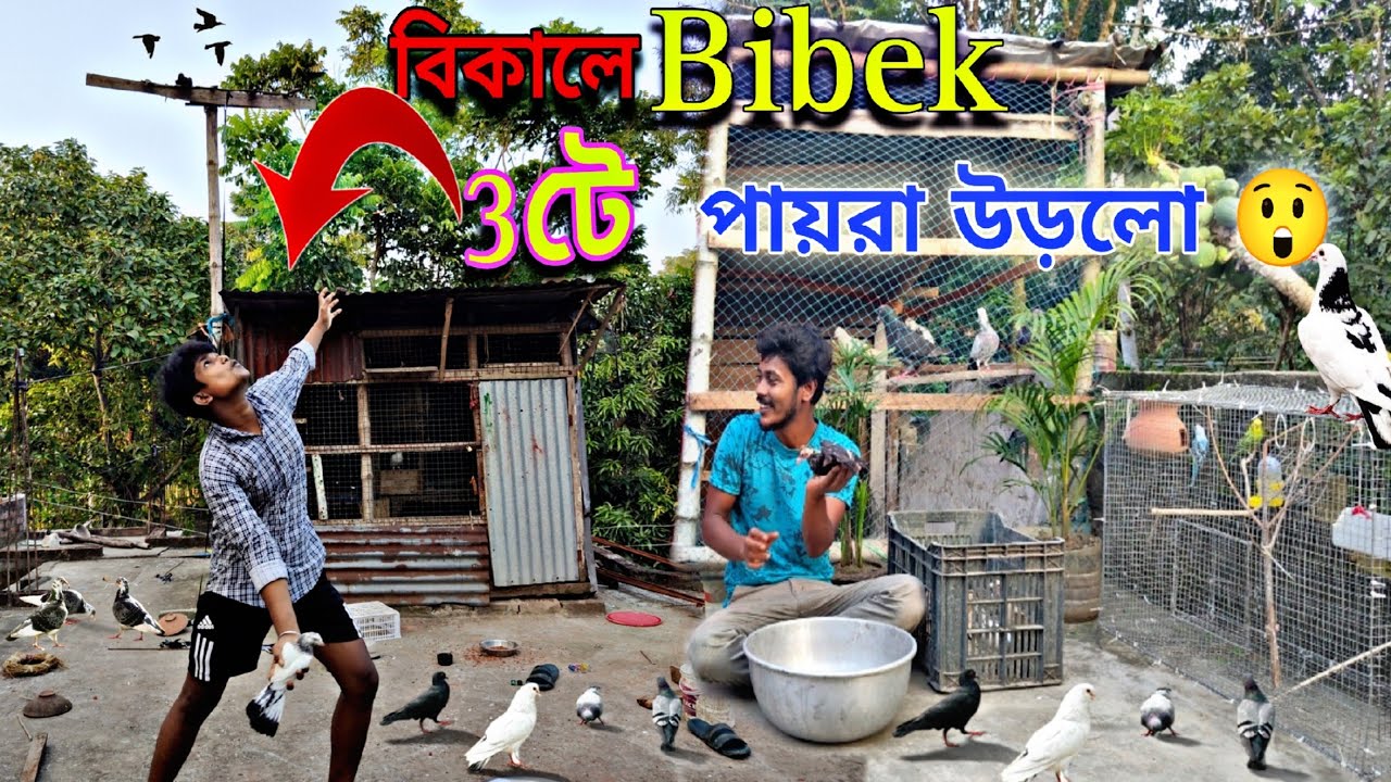 বিকালে বিবেক 3টে পায়রা উড়লো😮মোটা কালিয়ার বাচ্চা অনেক বড়ো হয়ে গেছে😄#myworld #petsvlog