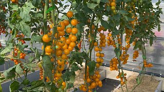 видео: Большое дело!// Как создают гибриды картинка: Большое дело!// Как создают гибриды