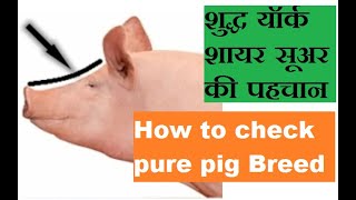 What is identity of pure Yorkshire in Pig farming