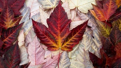 How  National Occupational Classification(NOC) has changed?