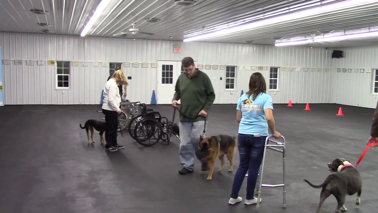 Aldens Kennels CGC & TGI Dog Training Classes, Walworth Co. Wi. YouTube