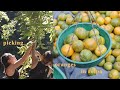 Picking oranges in rolpa  nepal vlog