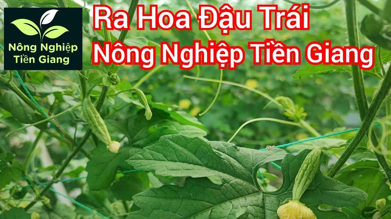 Hướng dẫn kích ra hoa đậu trái trên cây khổ qua sau khi ngắt đọt
