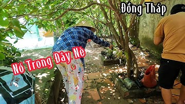 Đồng Tháp:Chị Gái Ngủ Không Yên Vì Con Rắn Độc Nằm Dưới Nền Nhà Ra Lột Da Và Cái Kết |Mười Thương SB