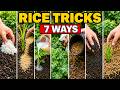 Even Dead Soil Comes Back to Life! 7 Natural Rice Tricks That Actually Work