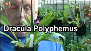 Dracula Orchid Polyphemus (41)