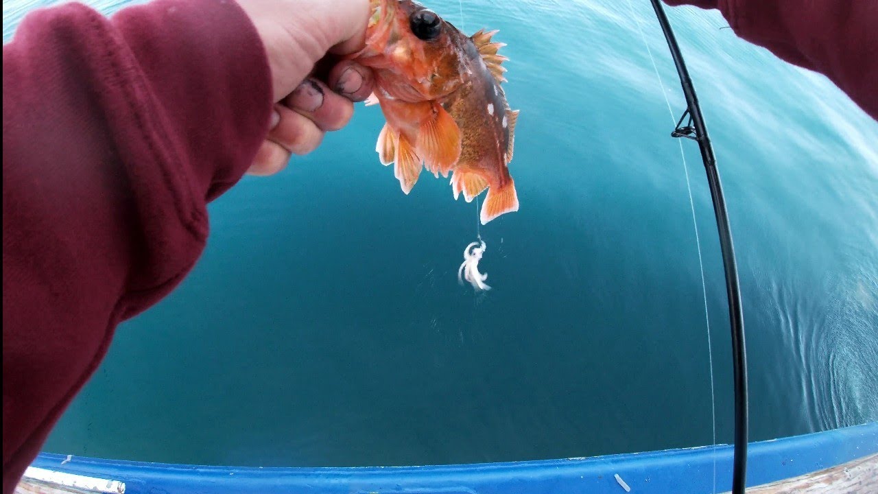 1/2 Day Fishing Aboard the City of Long Beach Red Snapper, Half Banded