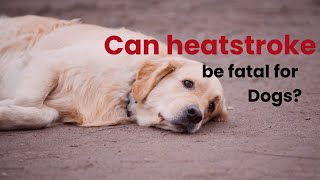 Can heatstroke be fatal for dogs? by Waggle TV 333 views 9 months ago 1 minute, 12 seconds
