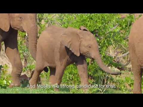 Moses the elephant is thriving with his new rescue herd family