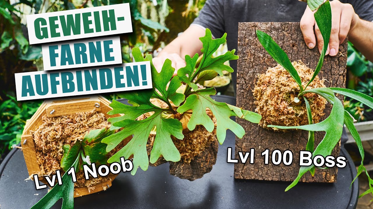 Geweihfarne aufbinden - Von einfach bis fortgeschritten