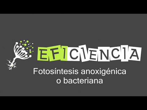 Vídeo: Diferencia Entre Fotosíntesis Oxigenada Y Anoxigénica