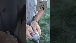 How To Clean A Dove In The Field. Dove Cleaning 101