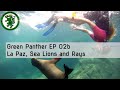 Gp ep02b viva mexico part b  la paz sea lions and rays