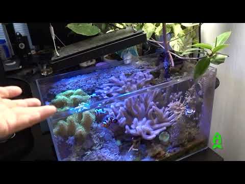 Video: Mangroves s alt water?