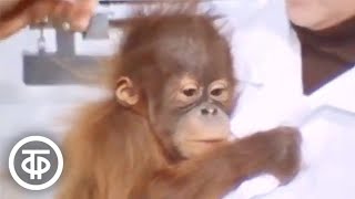 Малыш-орангутан Бокки. В мире животных с Николаем Дроздовым (1982)