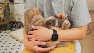 Very cute cat hugging like a baby.