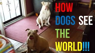 How Dogspitbulls See The World