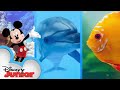 Mickey Mouse brings Disney Animals to the Funhouse 🦈🐙 | Mickey Mouse Funhouse | @disneyjunior​