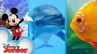 Mickey Mouse brings Disney Animals to the Funhouse 🦈🐙 | Mickey Mouse Funhouse | @disneyjunior​