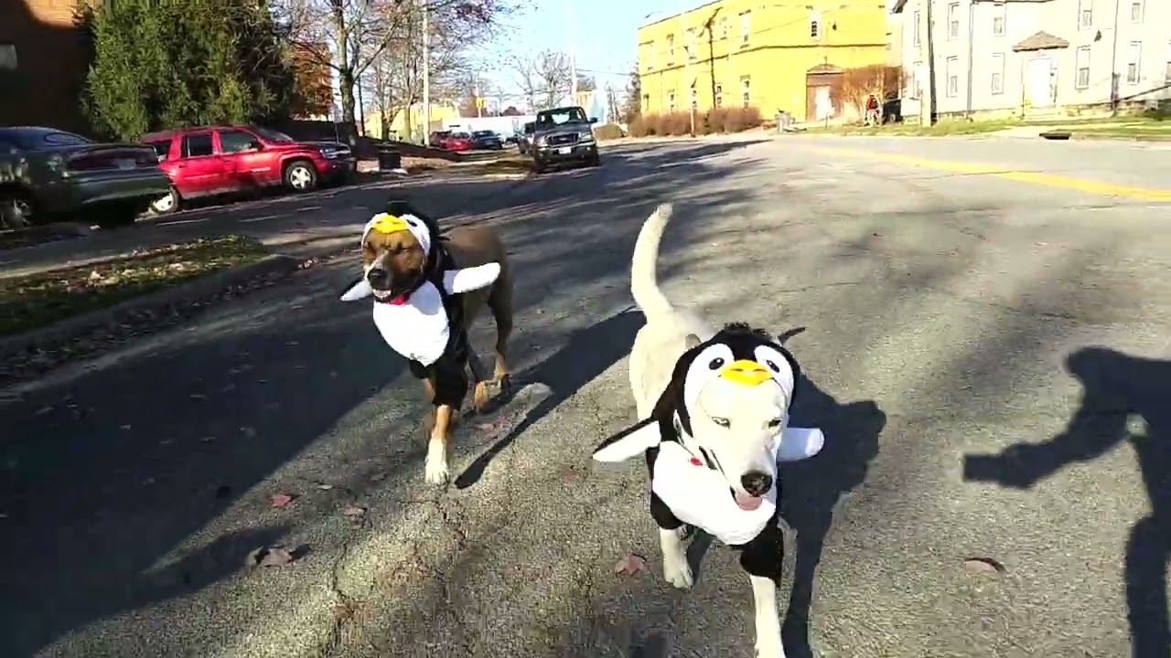 The #GroundHogKillas like to play dress up....sometimes 