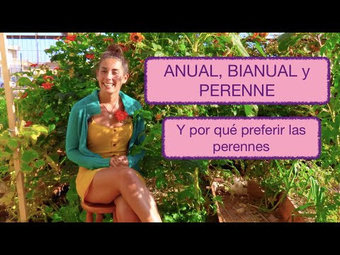 Vídeo: Annual Perene Bienal Diferenças: Bienal Anual Flores Perenes