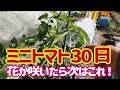 ミニトマトの花が咲いたら追肥のタイミングを判断します。株全体で樹勢を、成長点付近の節間や葉のしなりで肥料の過不足を観ます。4/18