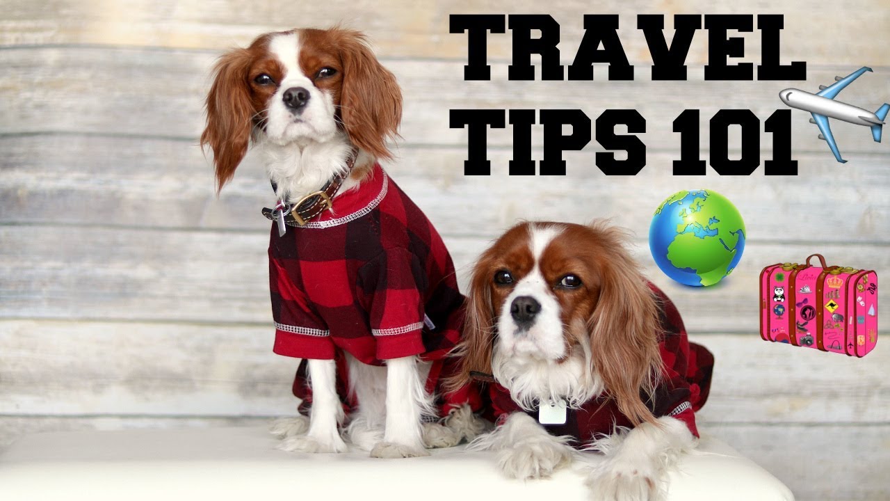 8 DOG TRAVEL TIPS THINGS TO DO TO GET YOUR DOG TRAVELREADY