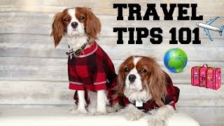 8 DOG TRAVEL TIPS: THINGS TO DO TO GET YOUR DOG TRAVEL-READY | Traveling with dogs