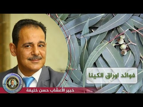 فيديو: كيفية استخدام زيت الأوكالبتوس: 8 خطوات (بالصور)