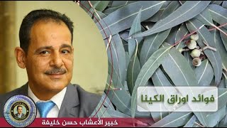 فوائد اوراق الكينا ( الأوكاليبتوس) مع خبير الاعشاب حسن خليفه رحمه الله تعالى وغفر له . جنة الاعشاب .