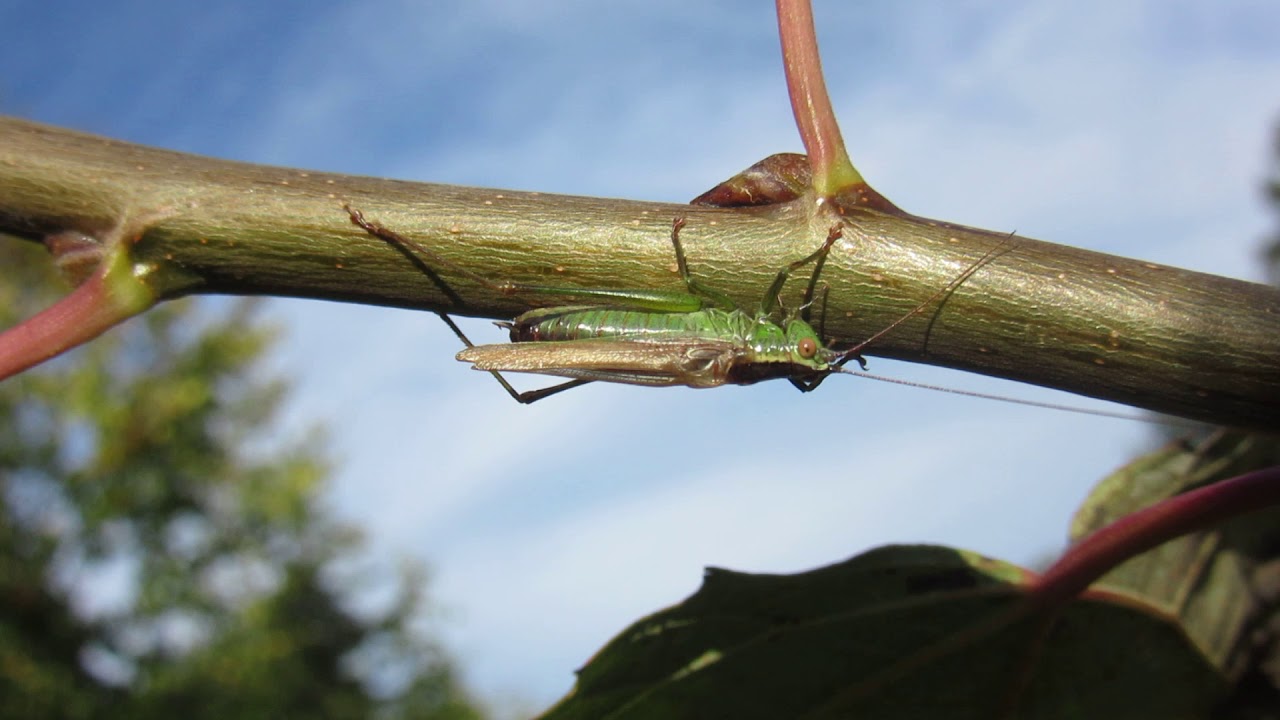 stridulation of Conocephalus
