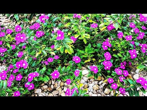 Vídeo: Quando as vincas florescem?