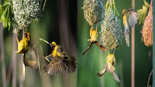 Baya weaver bird || bird's making amazing hanging nest on the tree ||