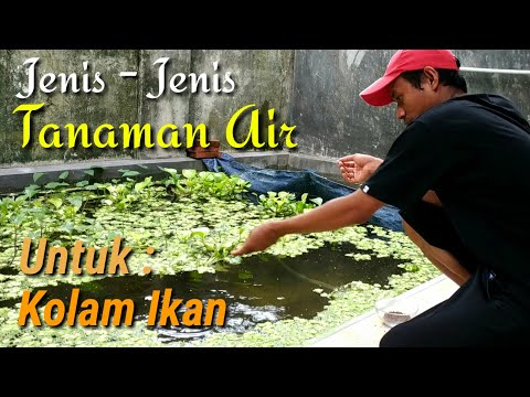 Video: Tanaman Air Untuk Makan Ikan: Pelajari Tentang Tanaman yang Dapat Dimakan Untuk Ikan